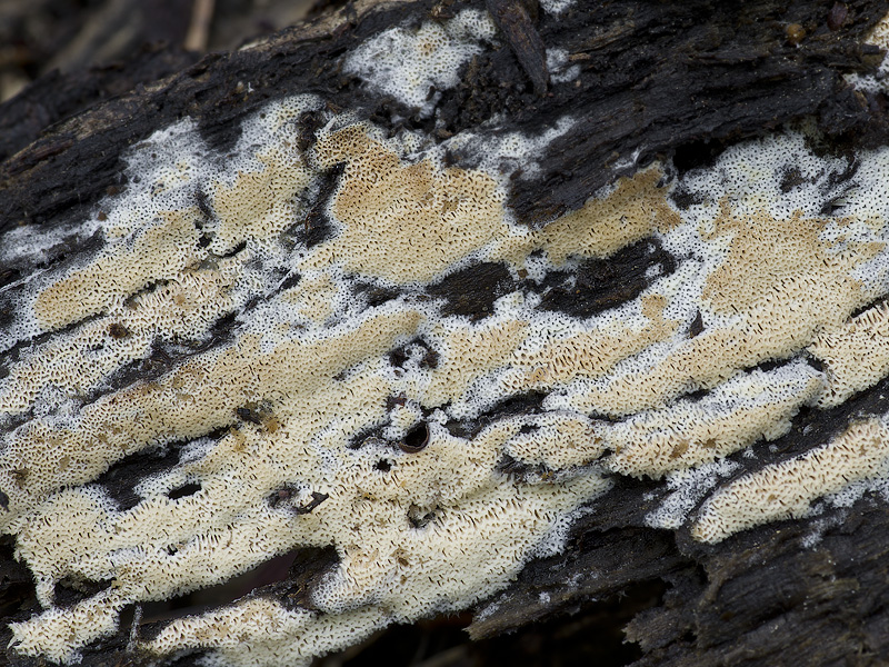 Oxyporus corticola